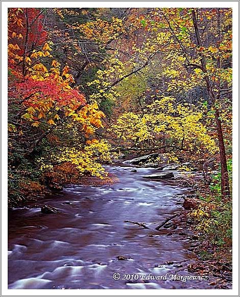 450708   Dreamlike colors and scene, GSMNP